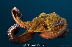Octapus by Bülent Kılınc 